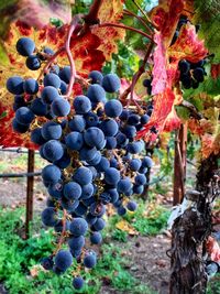 Close-up of grapes growing in vineyard