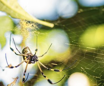 Close-up of spider on web