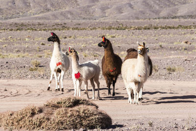 Herd of sheep on field