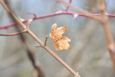 Close-up of dry leaves on branch