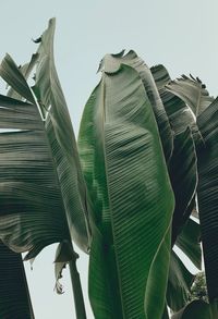 Low angle view of palm tree leaves against sky