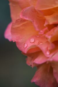 Close-up of wet pink rose blooming outdoors