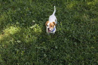 Portrait of dog on field