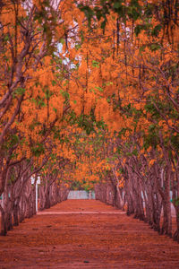 Footpath amidst trees during autumn