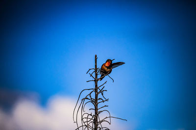 Low angle view of a bird against blue sky