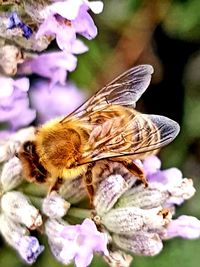 Close-up of butterfly pollinating on purple flower