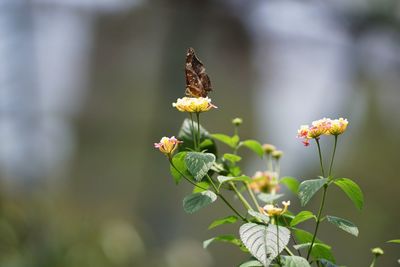 Close-up of butterfly pollinating on flower