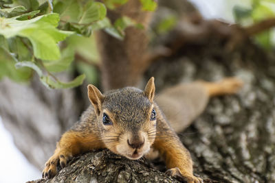 Close-up portrait of a squirrel