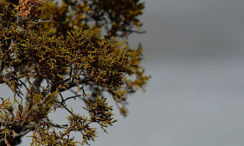 Low angle view of tree against sky