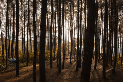 Pine trees in forest