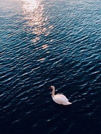 High angle view of swan swimming in lake