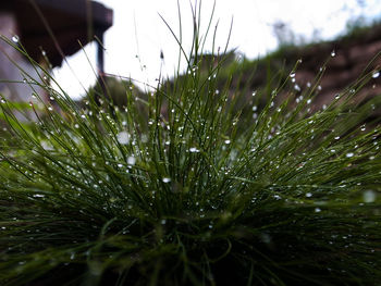 Close-up of water drops on plant