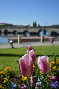 Close-up of pink tulips on field against sky