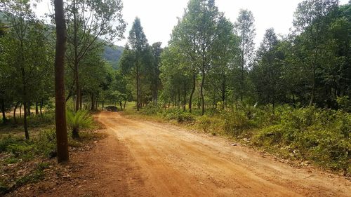 Road amidst trees in forest against sky