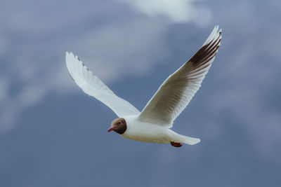 Andean gull. patagonia, argentina.