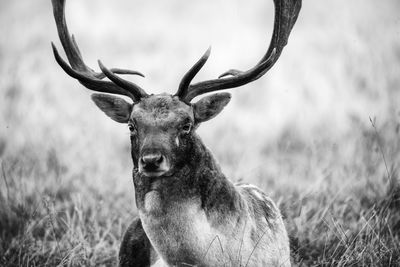 Deer on field