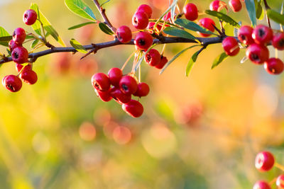 Close-up of berries on tree