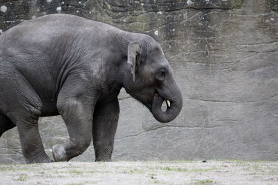 Happy elephant 