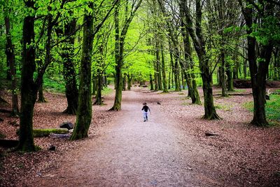 Rear view of man on road amidst trees in forest