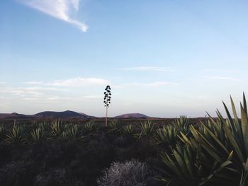 Plants on landscape against sky