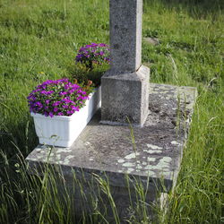 Plant growing on grassy field