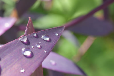 Close-up of raindrops on leaf