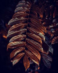 Close-up of dry leaves during autumn