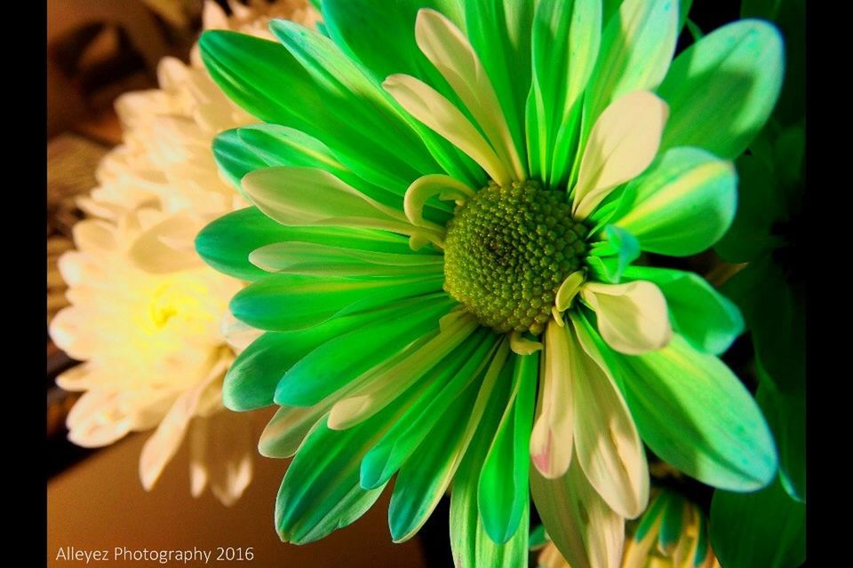 flower, freshness, petal, flower head, fragility, close-up, beauty in nature, growth, transfer print, nature, auto post production filter, blooming, focus on foreground, plant, pollen, yellow, single flower, high angle view, no people, selective focus