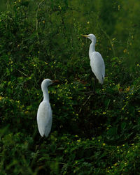 White bird perching on a plant