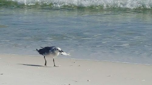 Close-up of bird on beach