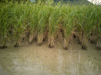 Plants growing on land