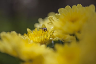 Close-up of insect on yellow flower