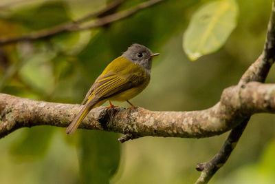 Close-up of bird perching on branch