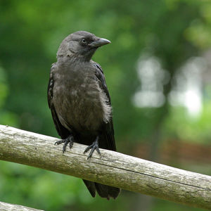 Close-up of bird perching on wood