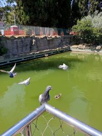 High angle view of birds in lake