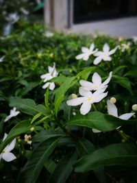 Close-up of white frangipani blooming outdoors