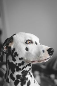 Close-up portrait of dog