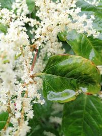 Close-up of green flowering plant