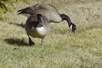 Close-up of geese  on a field