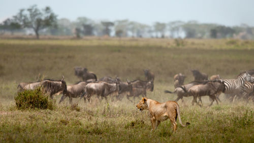 Lion found in east african national parks