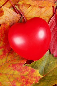 Close-up of red berries growing on tree during autumn