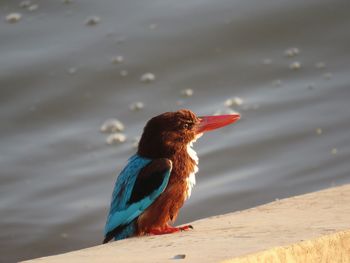 Close-up of bird perching on a lake