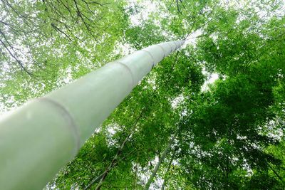 Low angle view of trees