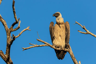 Low angle view of bird perching on tree against clear blue sky