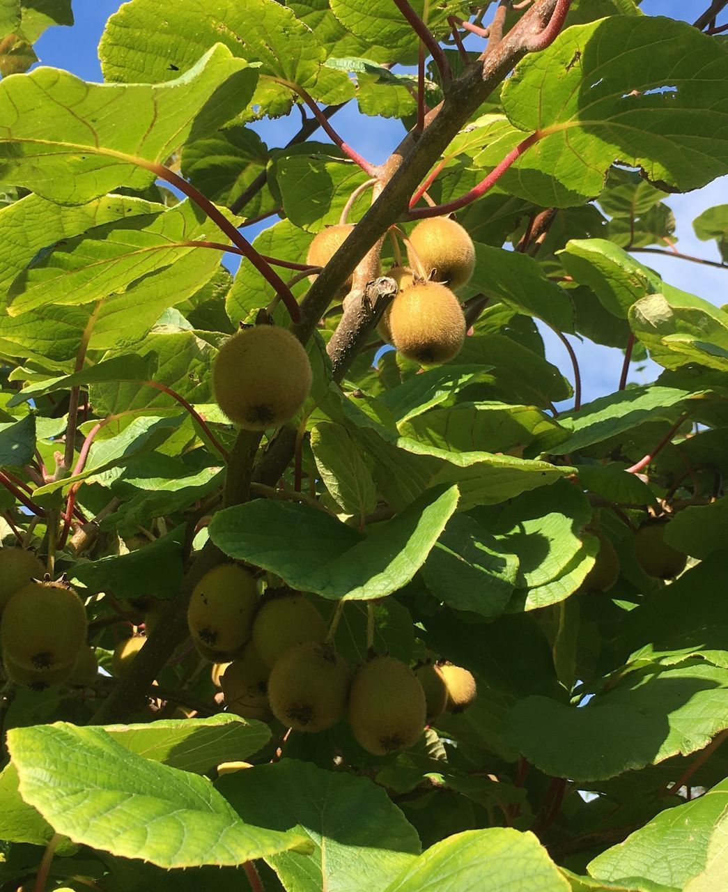 LOW ANGLE VIEW OF FRUITS ON TREE