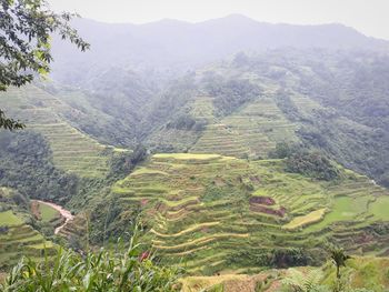 High angle view of agricultural landscape