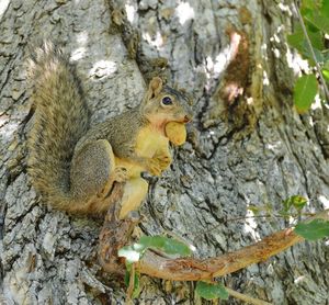 Close-up of squirrel on tree trunk