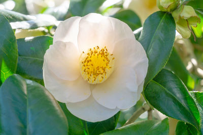 Close-up of white flowering plant