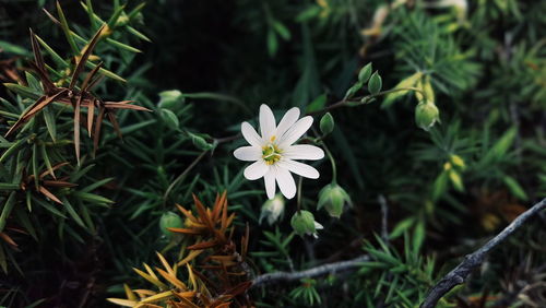 Close-up of white flowers