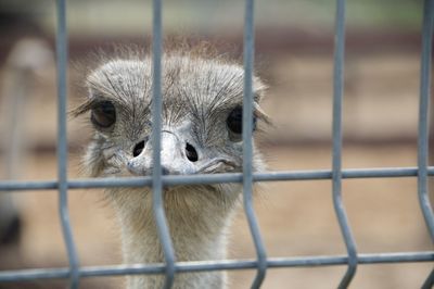 Close-up of ostrich in cage